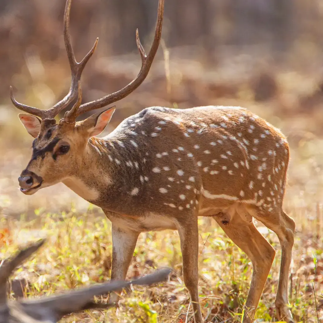 Spotted Deer