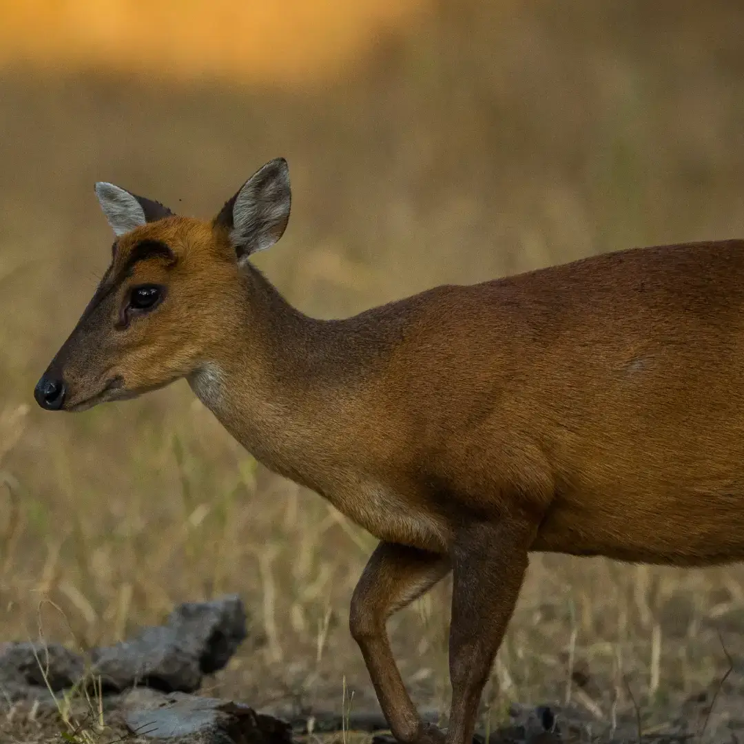 Swamp Deer