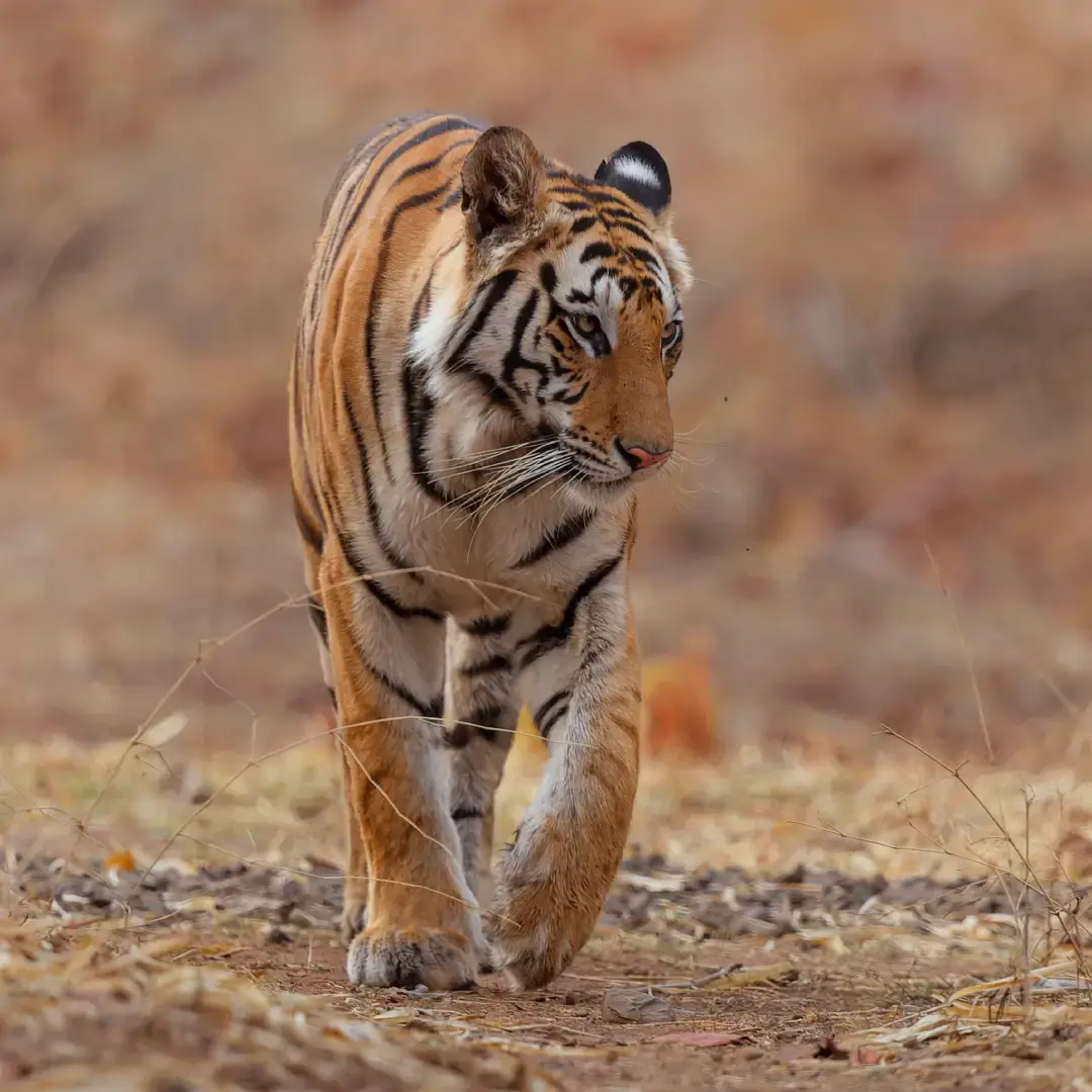 Royal Bengal Tiger