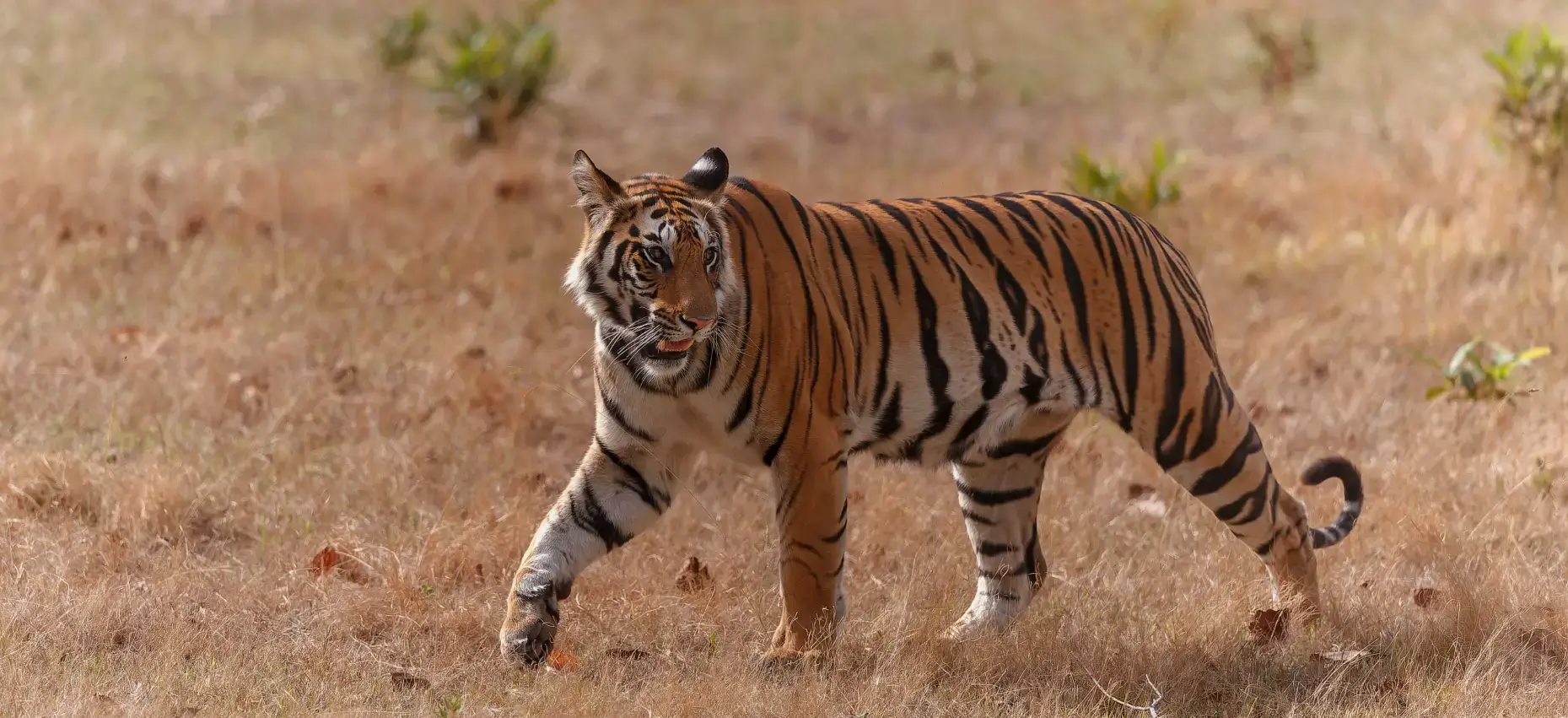 Bandhavgarh National Park Forest