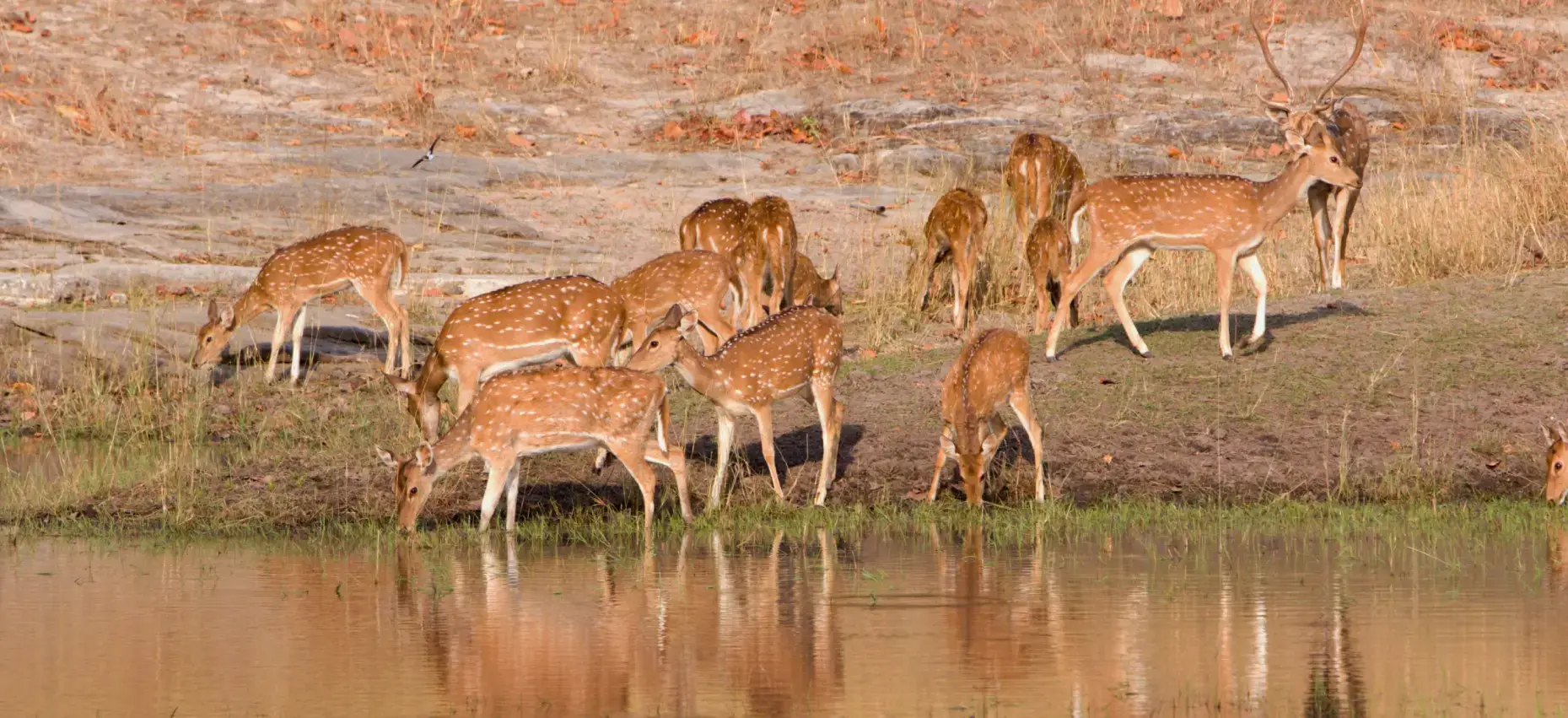 Bandhavgarh National Park