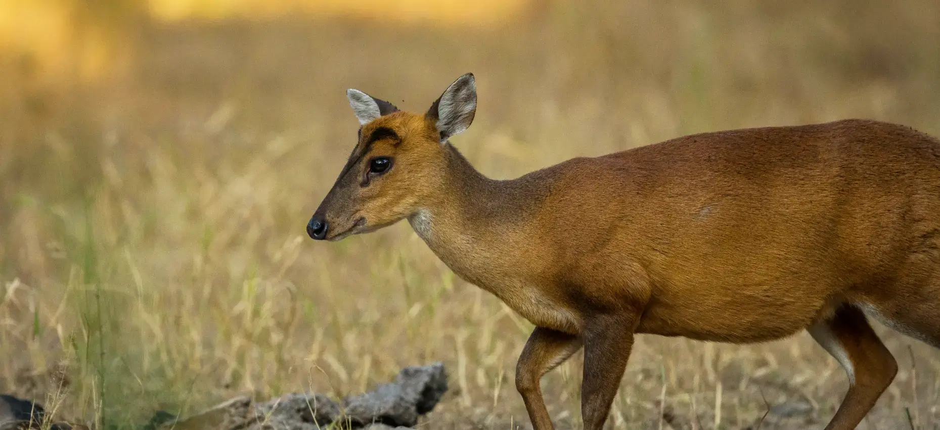 Bandhavgarh Tiger Reserve MP