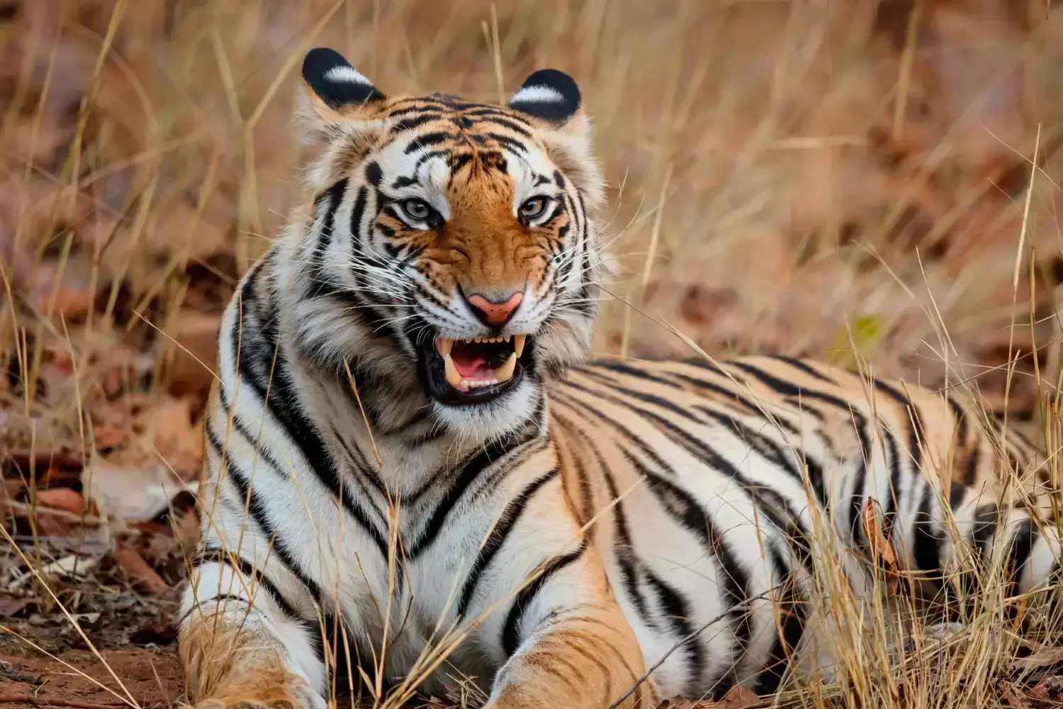 About Bandhavgarh Tiger Reserve