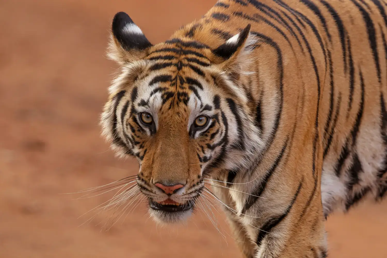 Bandhavgarh Safari Booking