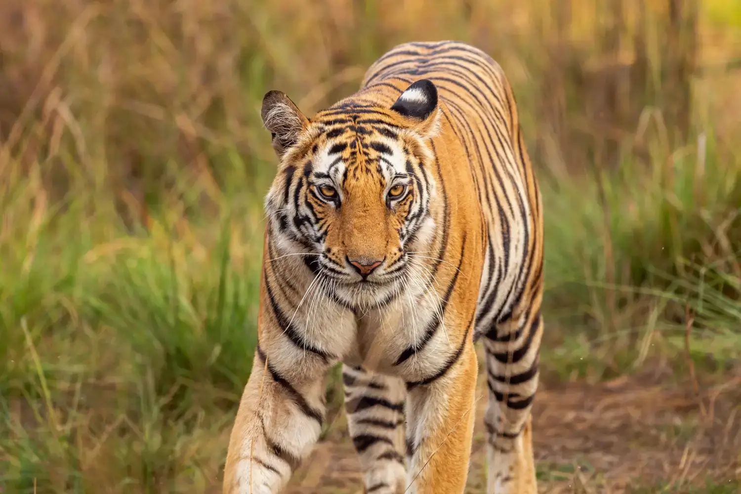 Bandhavgarh Tour Packages