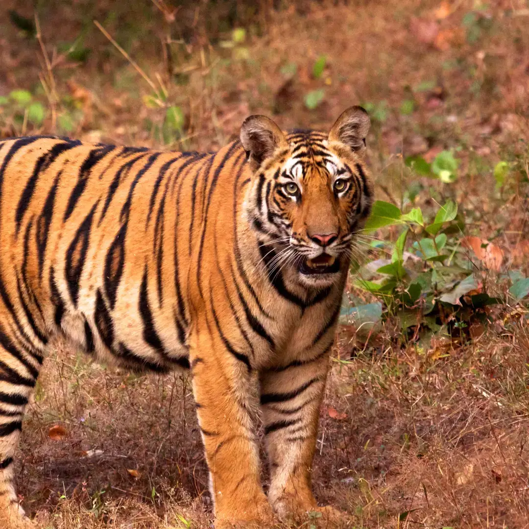 Bandhavgarh Tour Package