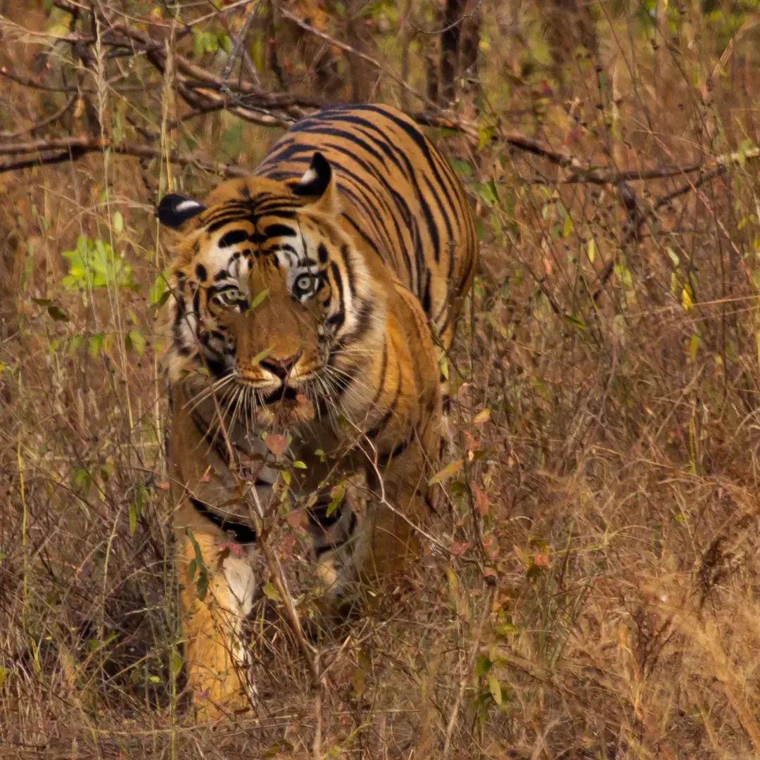 Madhya Pradesh Wildlife Tour