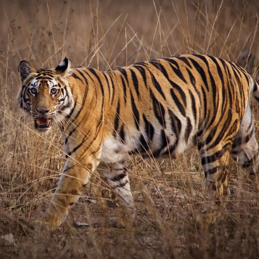 Bandhavgarh Photography Tour