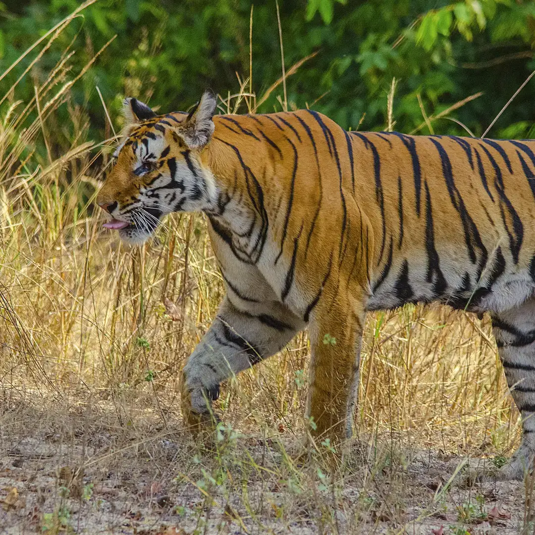 Tiger Safari Tour India